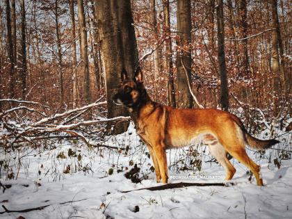 Malinois Welpen SoulGuideDogs X-Mechelaar