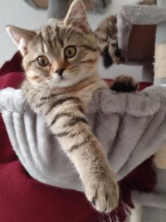 4 Süßes BKH und BLH-Kitten
