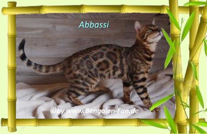 Bengal Kater Abbassi immer gut gelaunt fröhlich und lieb