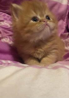 Perserkitten Perserbabys