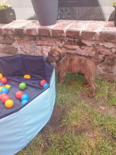 Malinois X Ridgeback