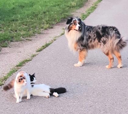 Deckrüde Australian Shepherd bluemerle