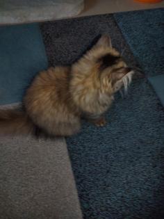 Perserkatze mit Nase