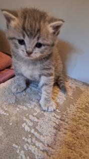 Zuckersüße BKh Kitten reinrassig suchen liebevolles Zuhause