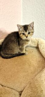 BKH Kitten suchen ein liebevolles neues Zuhause