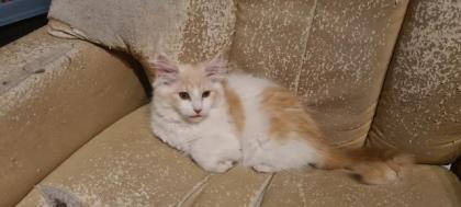 Maine Coon Jungs zum verlieben