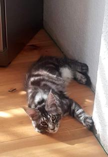 . Tolle Maine Coon kitten mit Stammbaum aus seriöser Zucht .