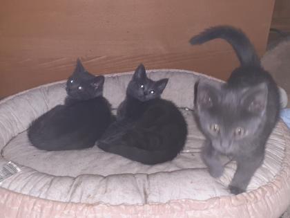 Süße blaue Kätzchen Kitten abzugeben