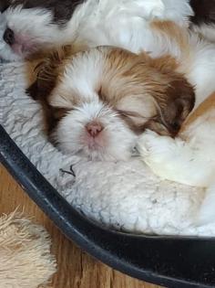 ShihTzu Welpen auch in Schokobraun
