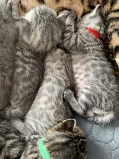 Bengal/BKH mix Kitten Erbkrankheitenfrei
