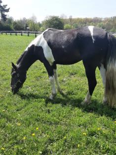 Friese x Pinto Mix sucht seinen Menschen