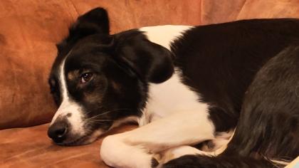 Border Collie Mix welpen
