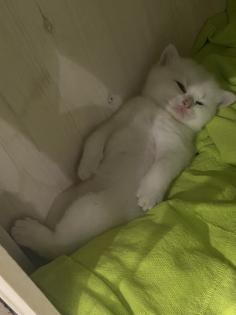 Kitten BKH shadow Silver Blue Point
