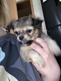 Chihuahua in Langhaar