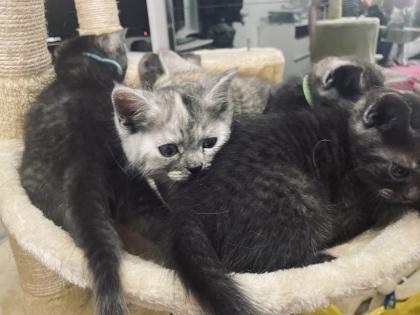 Noch 5 BKH/BLH Mix Kitten