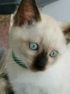 Thai Kitten Siam Kitten