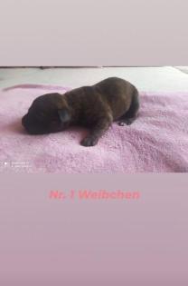Labrador/American Bulldog Welpen