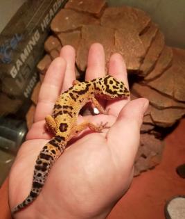 Männlicher Leopardengecko sucht ein neues Zuhause