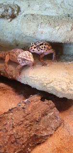 Terrarium inkl. zwei Leopardgeckos und diverses Zubehör