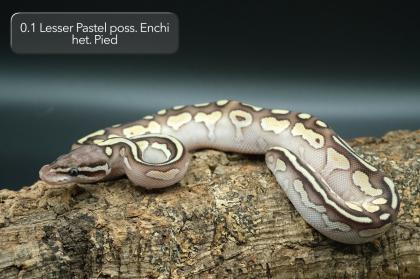 Diverse Pied / het. Pied Jungtiere suchen noch ein neues Zuhause