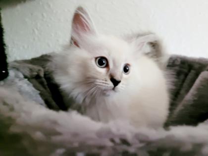 Norweger-Neva Masquarade Kitten