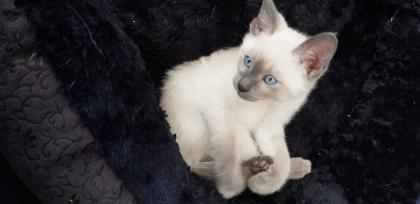 Siam / Thai Kitten Blue Point Babys Kätzchen