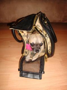 Mini Chihuahua Rüde 2 5 Jahre alt sucht ein neues Zuhause