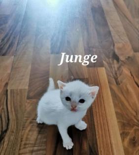 Scottish Fold Kitten zu verkaufen