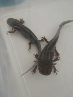 Axolotl Nachzucht abzugeben
