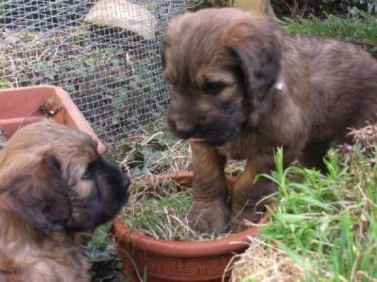Fauve Briardwelpen ideale Familienhunde haaren nicht