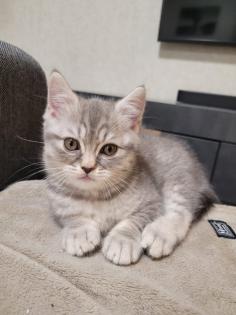 BKH Katze Black Silver Tabby Whiskas Babykatze