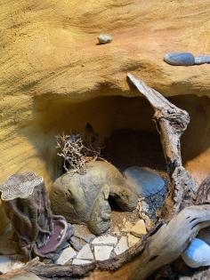 Schönes Terrarium komplett eingerichtet mit 2 Leopard-Geckos