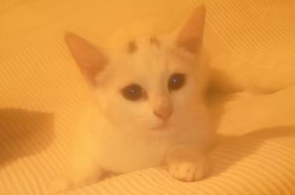 Reinrassige Türkisch Angora Katze 12 Wochen