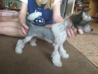 Chinesischer Schopfhund mit Papiere haarlose Hündin Holy