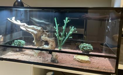 Terrarium inkl. Zubehör ideal für Reptilien abzugeben