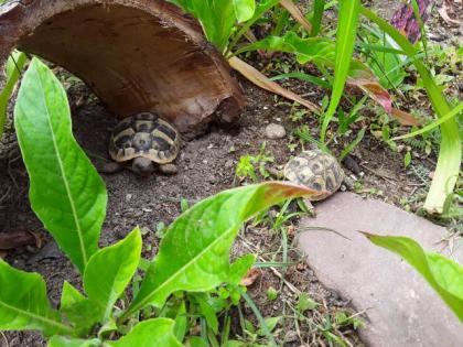 Griechische Landschildkröten NZ von 2022