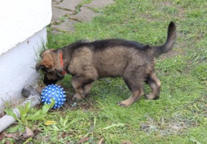 Rüden Welpen Altdeutscher Schäferhund DDR Linien