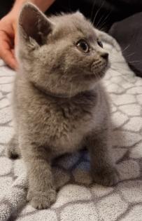 Britisch Kurzhaar Kitten