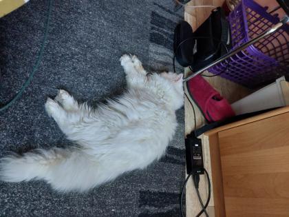 Zuhause für meine 2 kleine Mäuse mit allem Zubehör