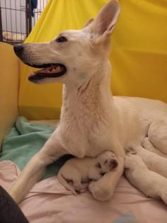 Weiße Schweizer Schäferhunde Berger Blanc Suisse Welpen