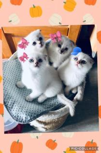 Scottish Fold Kätzchen