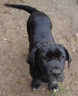 Mischlingswelpen Cane Corso Labrador Dogge