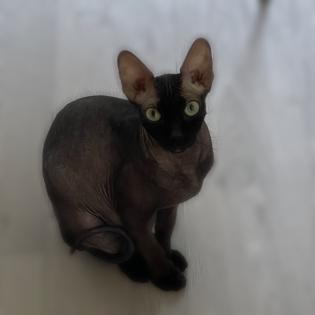 Sphynx / Sphinx Mädchen zu verkaufen/ fast 2 Jahre alt