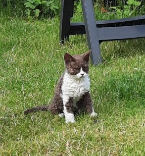 Selkirk Rex Kitten männlich