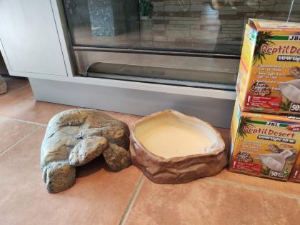 Bartagame m mit großem Terrarium Quarantäneterrarium inkl. Beleuchtung und viel Zubehör