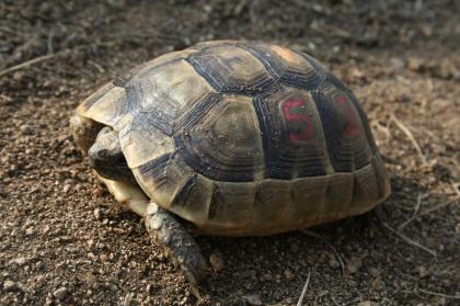 Maurische Landschildkröten Testudo graeca ibera eigene Nachzuchten von 2023 22 21 und 20.