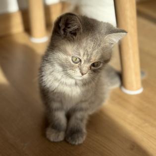 Wunderschöne schottische Britisch-Kurzhaar-Katze