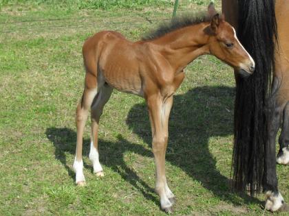 Deutsches Reitponyhengstfohlen 2022