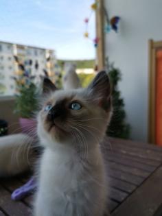 Thai Kitten Siam Kitten