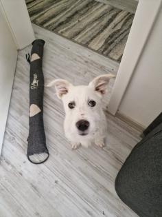 Kalle kinderlieber Terrier-Mischling